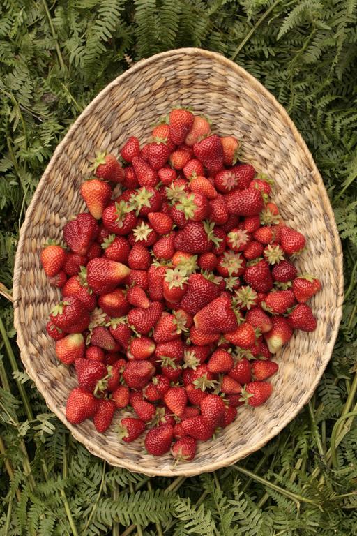 Cossato Cascina Foresto B&B 외부 사진